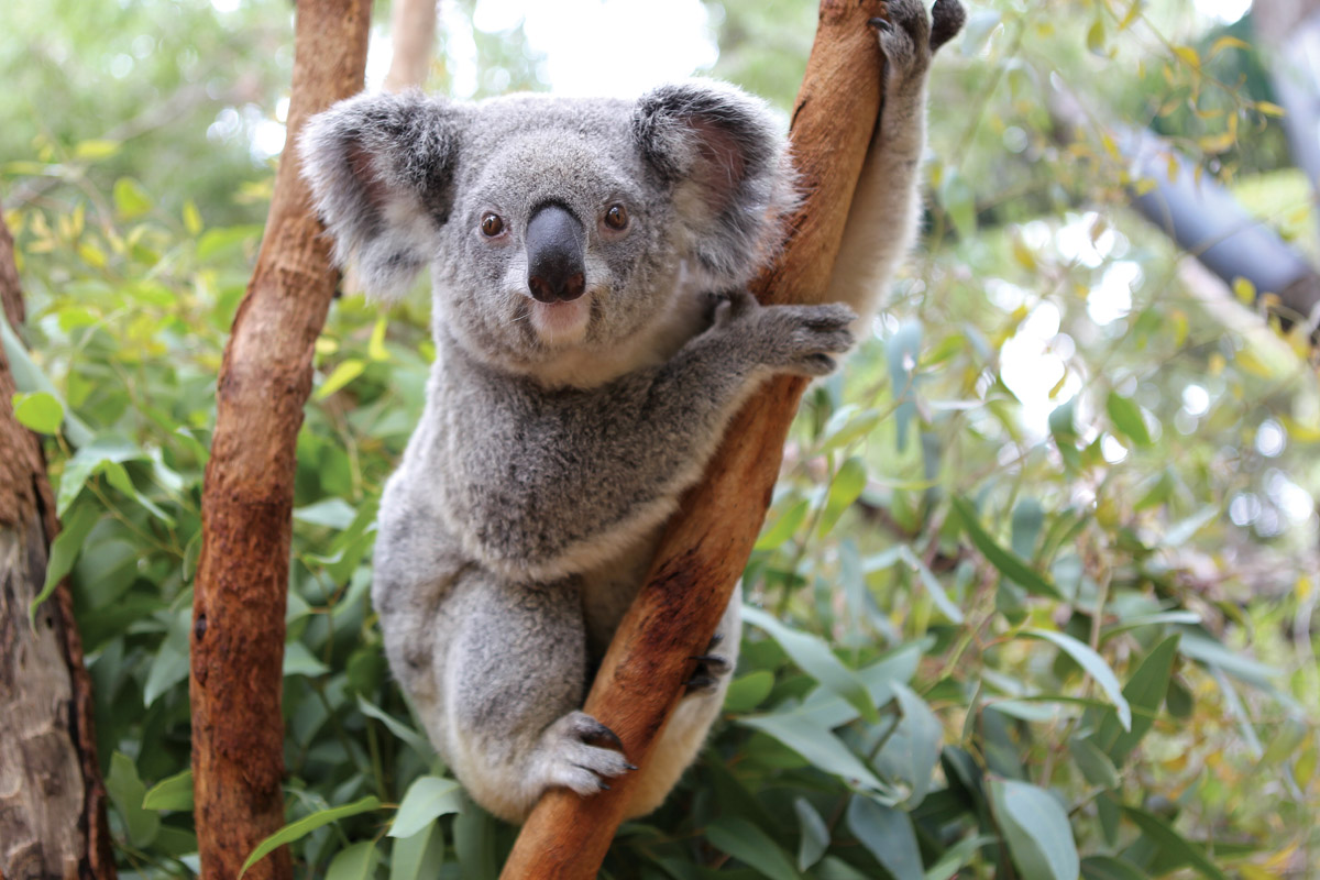 Koala | Perth Zoo